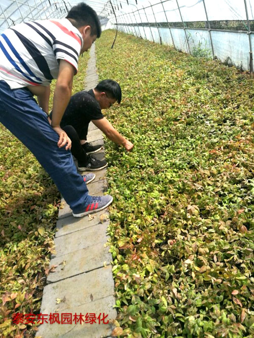 夏日來臨，當你吹空調(diào)喊熱的時候，讓我?guī)阋黄鹱哌M東楓園林體驗一下東楓人高溫下工作不一樣的夏日風采