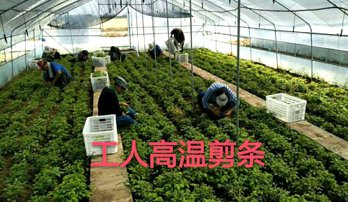 夏日來臨，當你吹空調(diào)喊熱的時候，讓我?guī)阋黄鹱哌M東楓園林體驗一下東楓人高溫下工作不一樣的夏日風采
