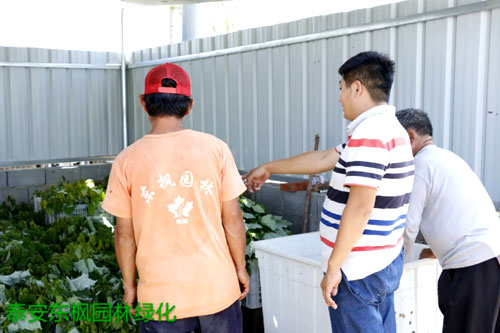 夏日來臨，當你吹空調(diào)喊熱的時候，讓我?guī)阋黄鹱哌M東楓園林體驗一下東楓人高溫下工作不一樣的夏日風采