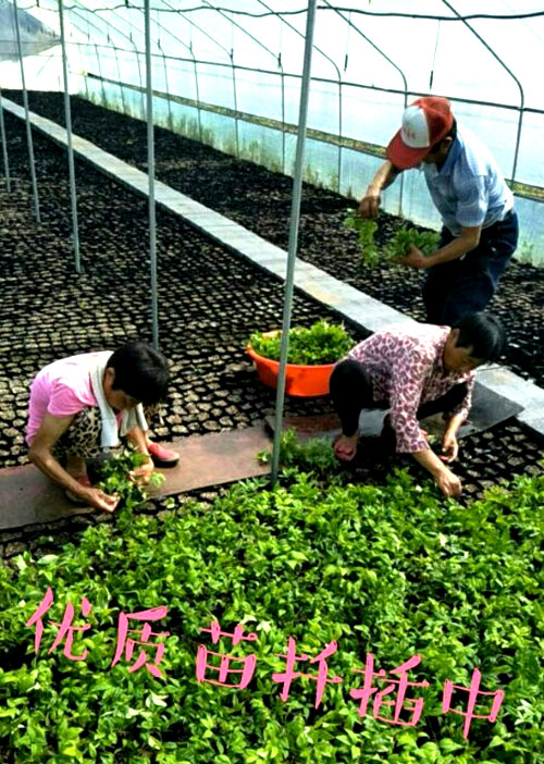 夏日來臨，當你吹空調(diào)喊熱的時候，讓我?guī)阋黄鹱哌M東楓園林體驗一下東楓人高溫下工作不一樣的夏日風采