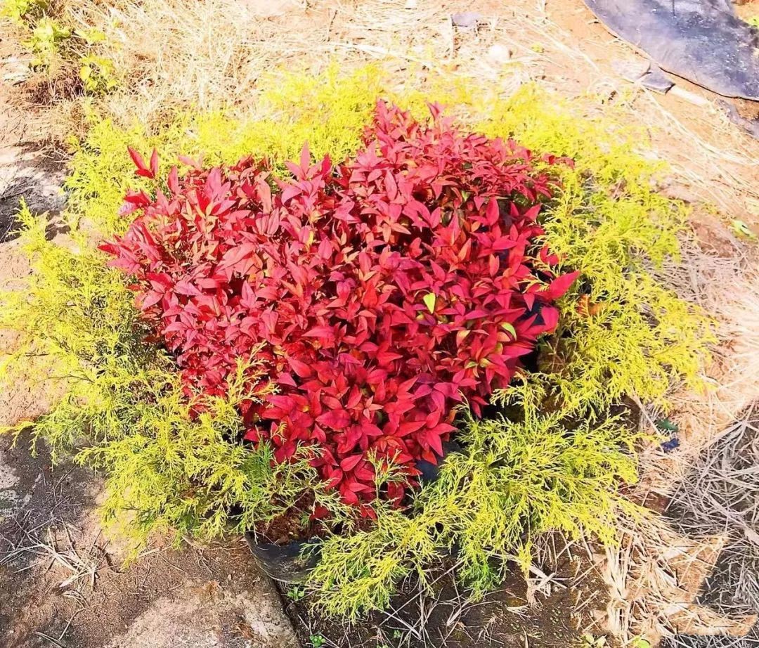 凌霜傲雪，夏透碧翠；近凝眸，紅光瀲艷，精神抖擻------火焰南天竹
