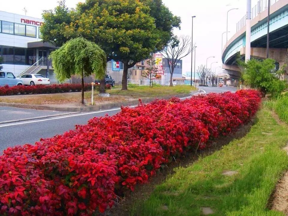 凌霜傲雪，夏透碧翠；近凝眸，紅光瀲艷，精神抖擻------火焰南天竹