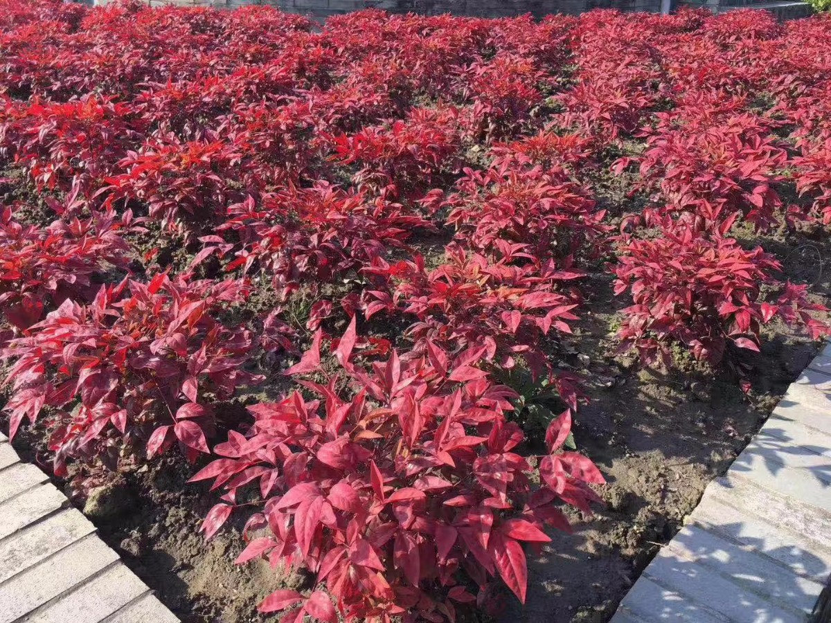凌霜傲雪，夏透碧翠；近凝眸，紅光瀲艷，精神抖擻------火焰南天竹