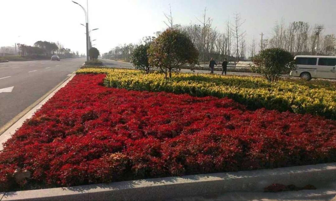 凌霜傲雪，夏透碧翠；近凝眸，紅光瀲艷，精神抖擻------火焰南天竹
