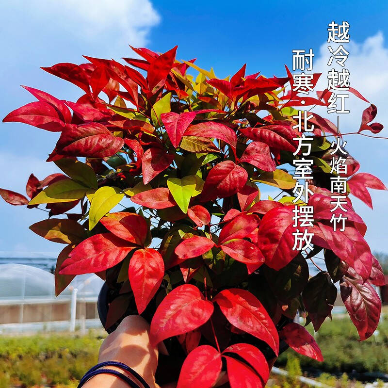火焰南天竹——在冰冷的冬天，送你暖的色彩！